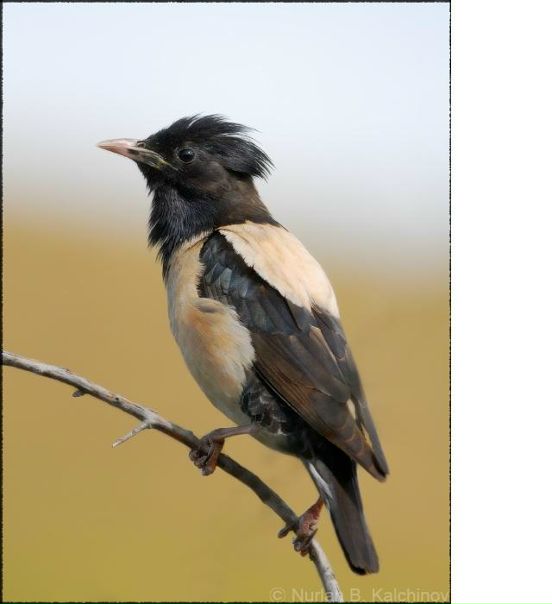 №45, Антон Копнёнков №45, Антон Копнёнков