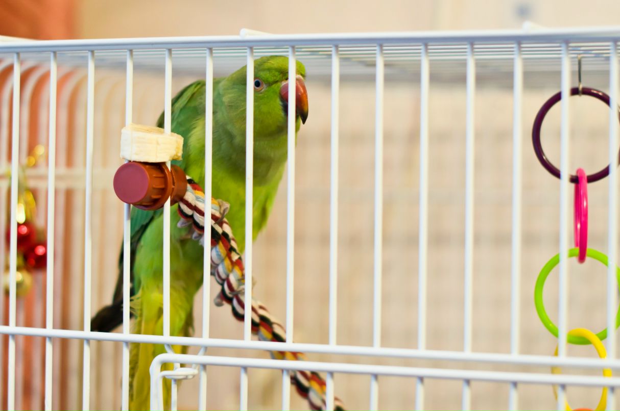 Артем Боярский Shadow | Киров