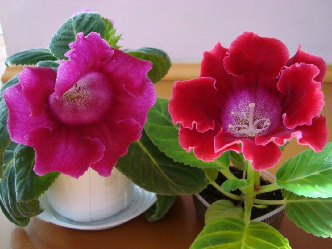 Юлия Корягина | Кемерово