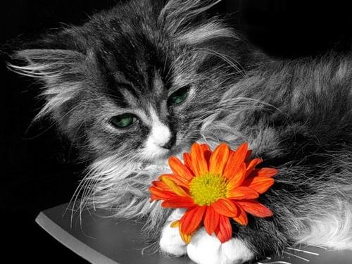 Александр Дубов | Auckland