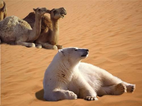 Akin Šulák | İstanbul
