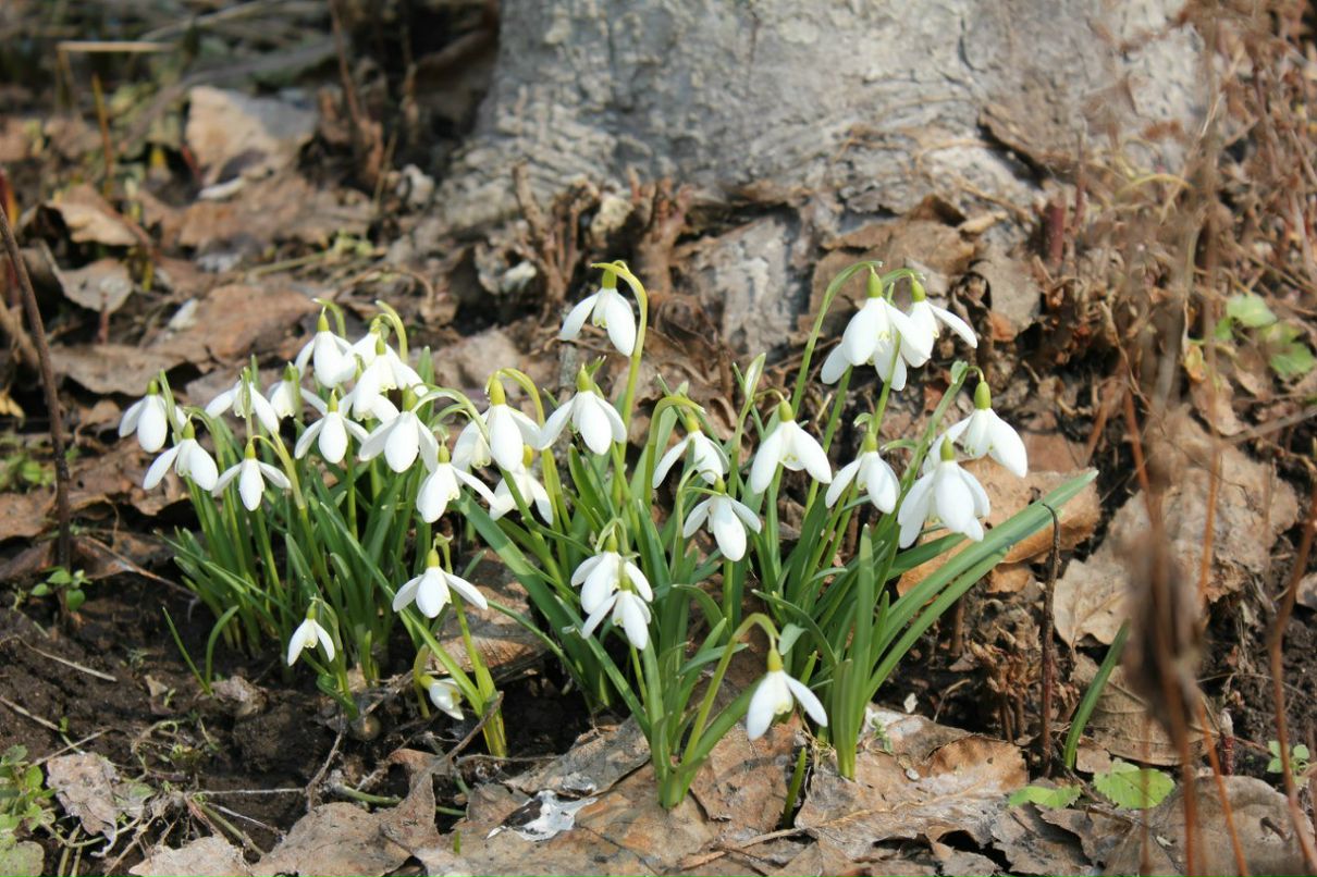 Наталья Будченко | Клин