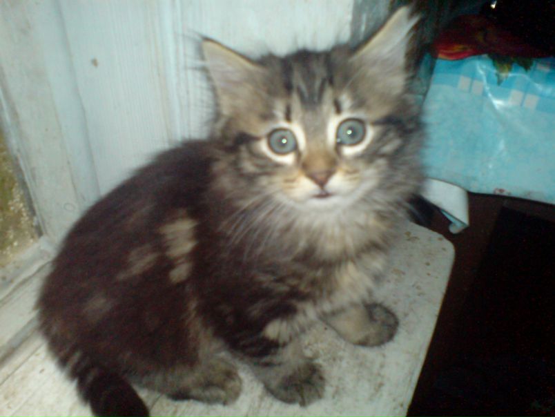 №66, Вася Бахмацкий, 21.10, Санкт-Петербург №66, Вася Бахмацкий, 21.10, Санкт-Петербург