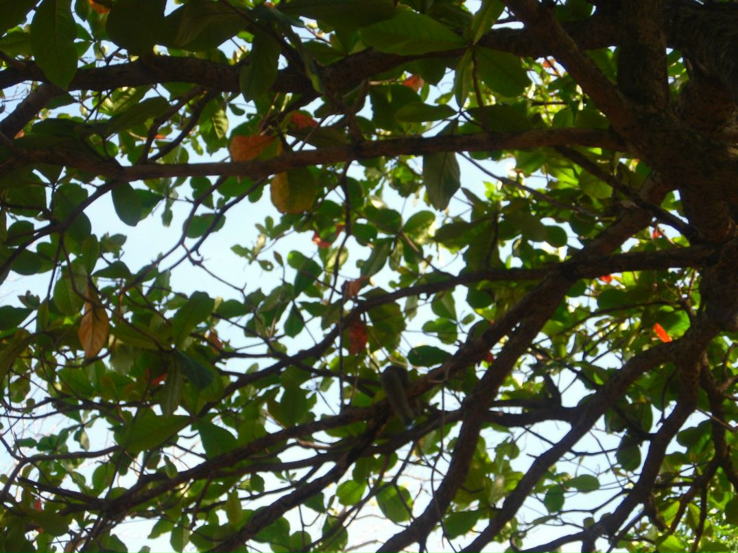 Антон Шкодич | Москва