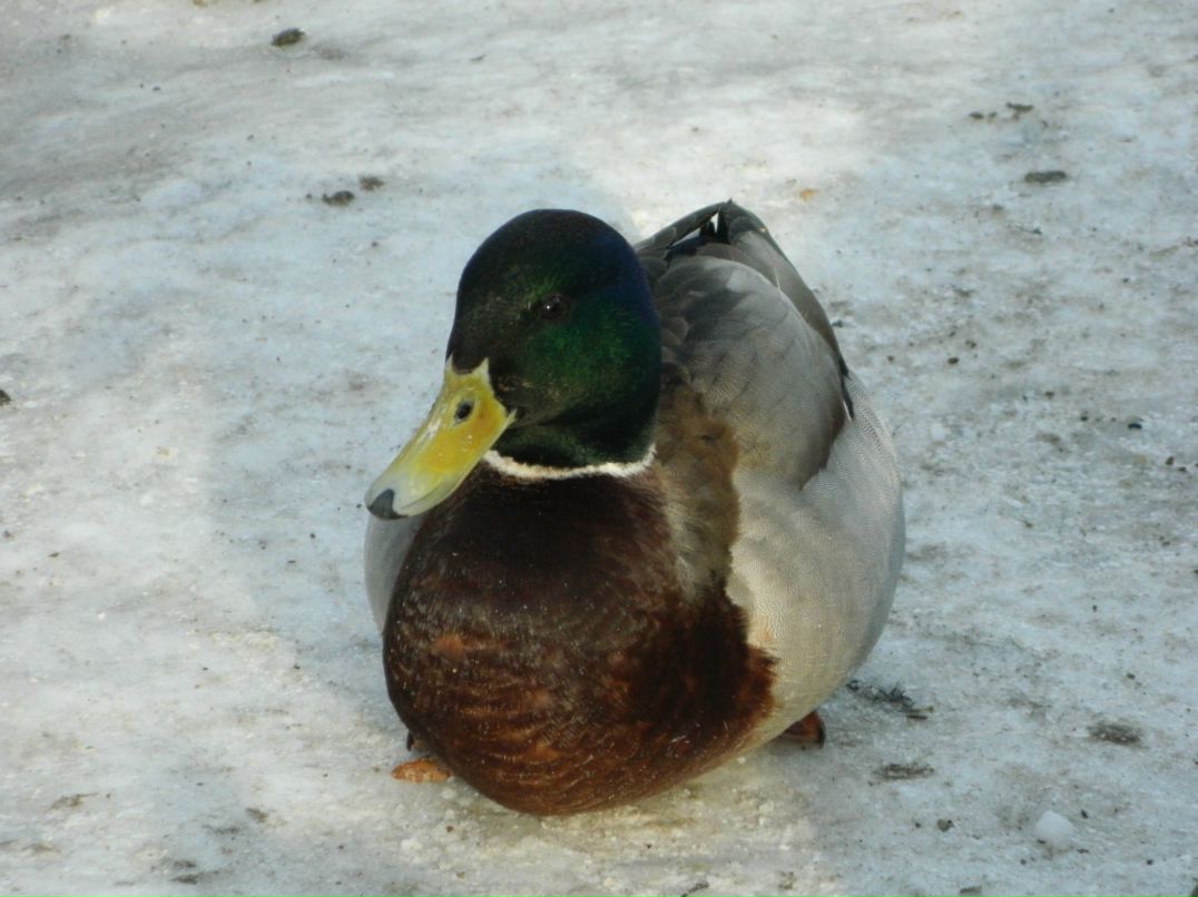 Алексей Савватеев | Петрозаводск