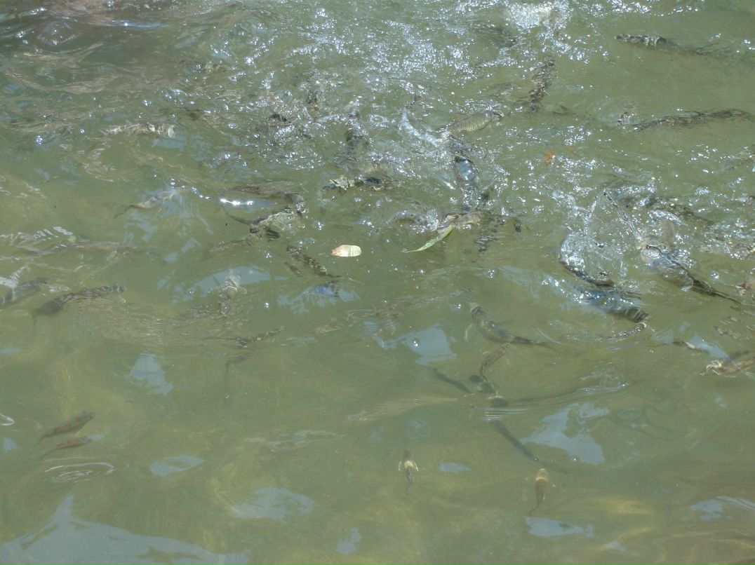 Ольга Протопопова | Москва