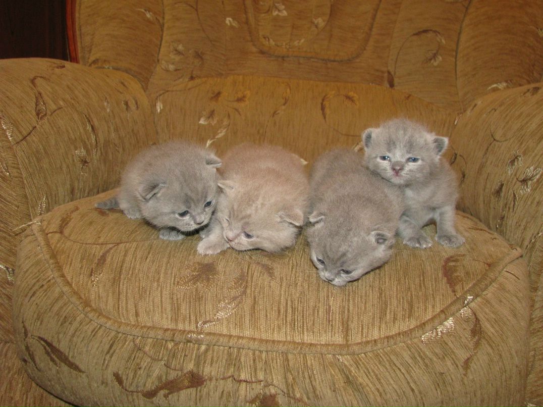 Ирина Хваталина | Зарайск