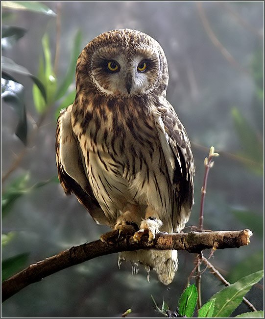 Ольга Румянцева ~† Фолканутый готик-металлист †~ | Калязин