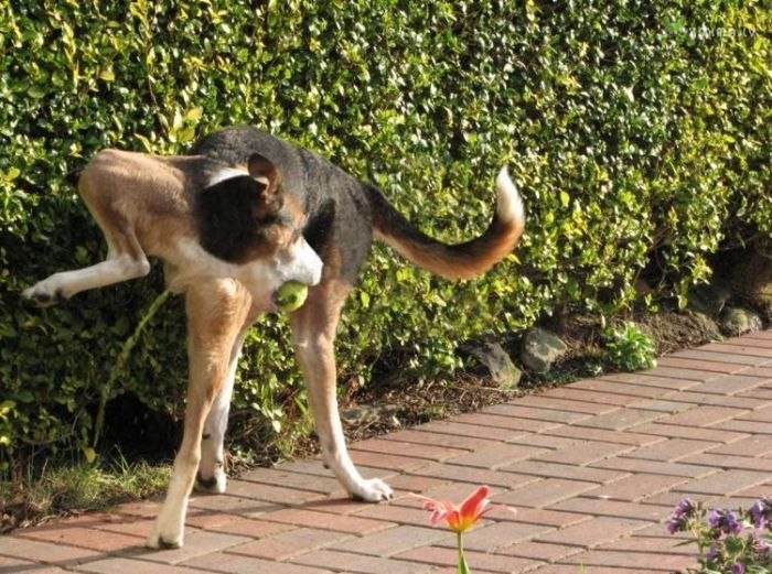 Денис Пшеварский | Киев