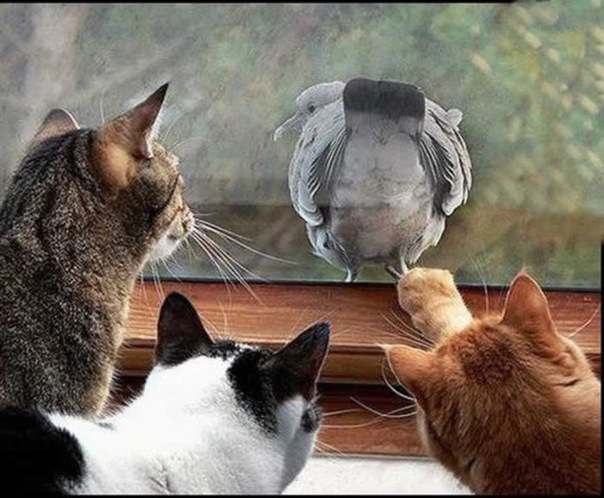 №23, Вероника Кричевцова, Люберцы №23, Вероника Кричевцова, Люберцы