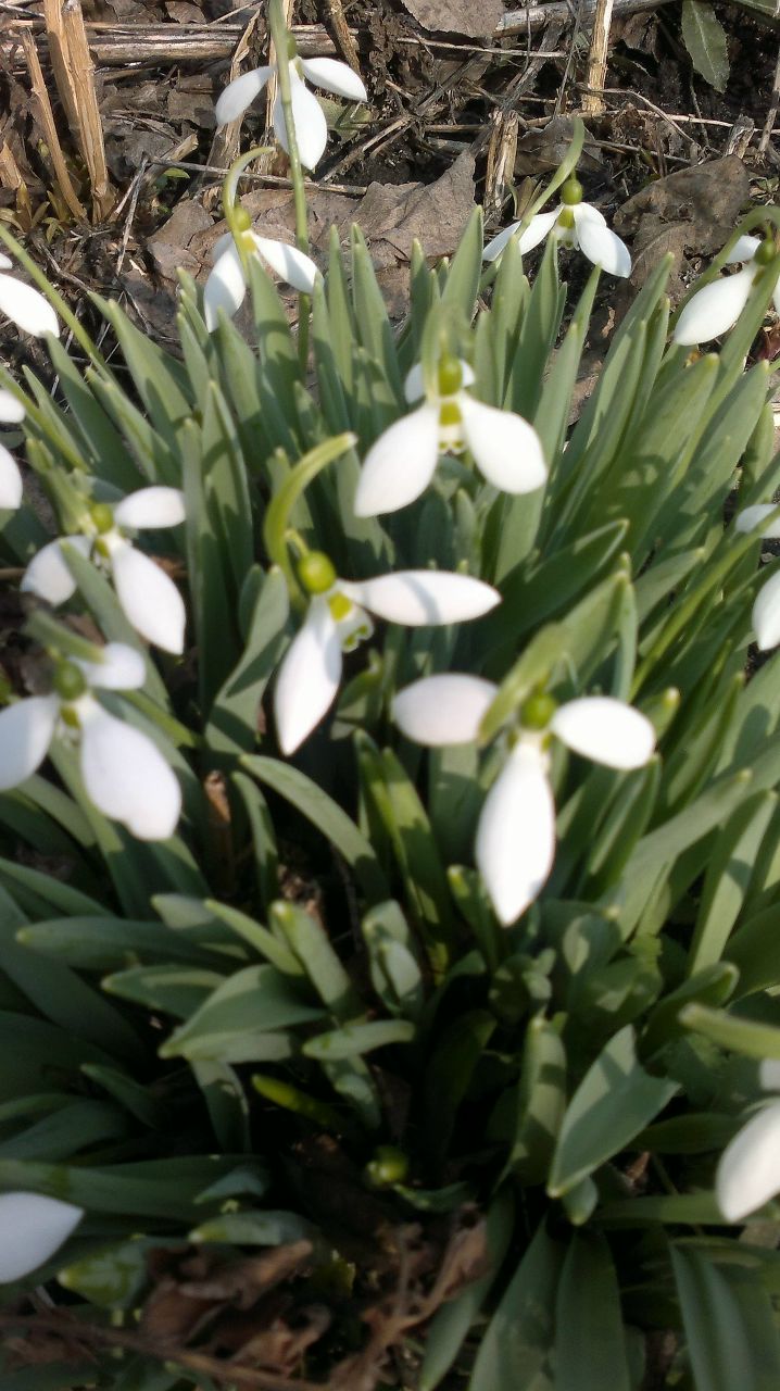 Инна Писарик | 