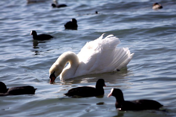 Наталья Агафангелос | Санкт-Петербург
