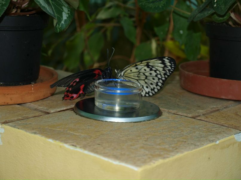 Резеда Сафиуллина | Казань