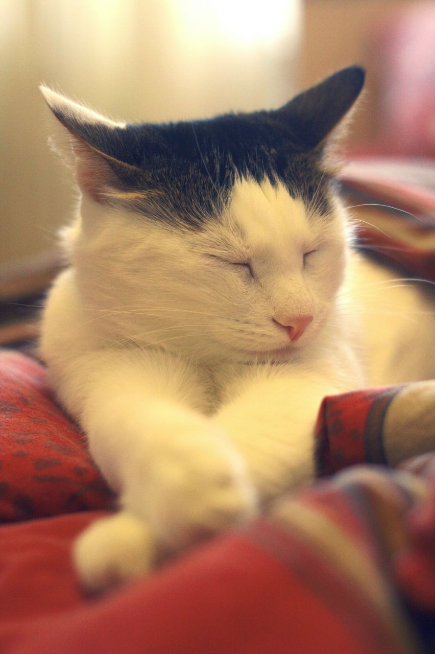 Буся Brown | Оренбург