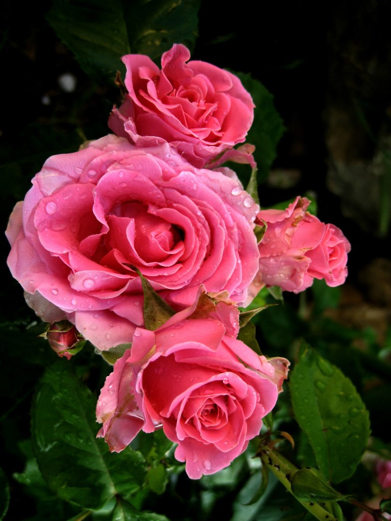 Ирина Дровикова | Симферополь