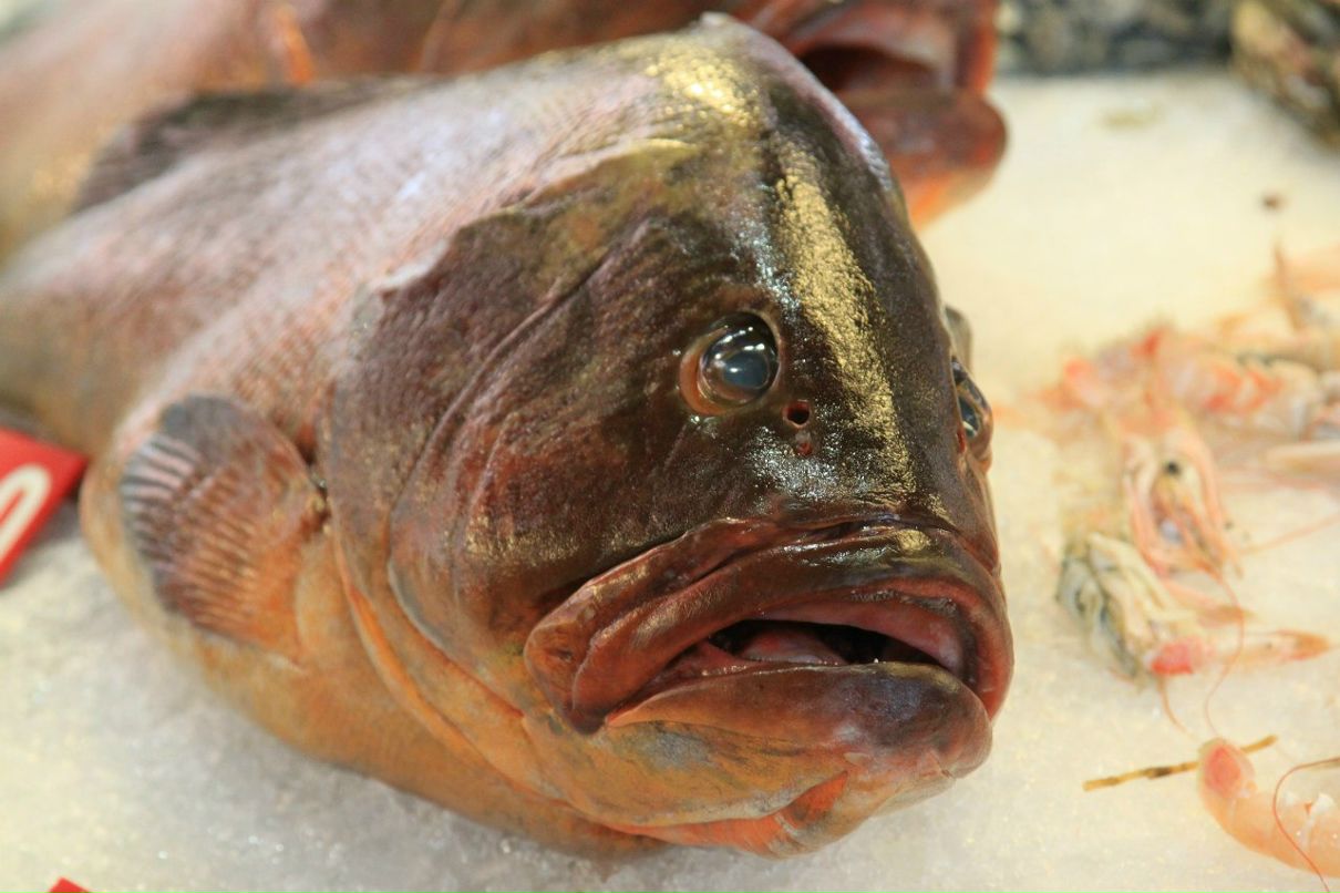 Сергей Горшенин | Санкт-Петербург