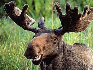 Максим Захаров | Тамбов