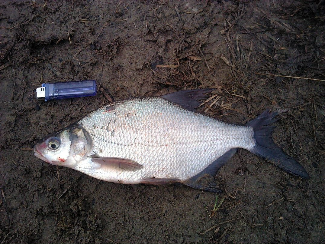 Сережка Назаров GsK | Пенза