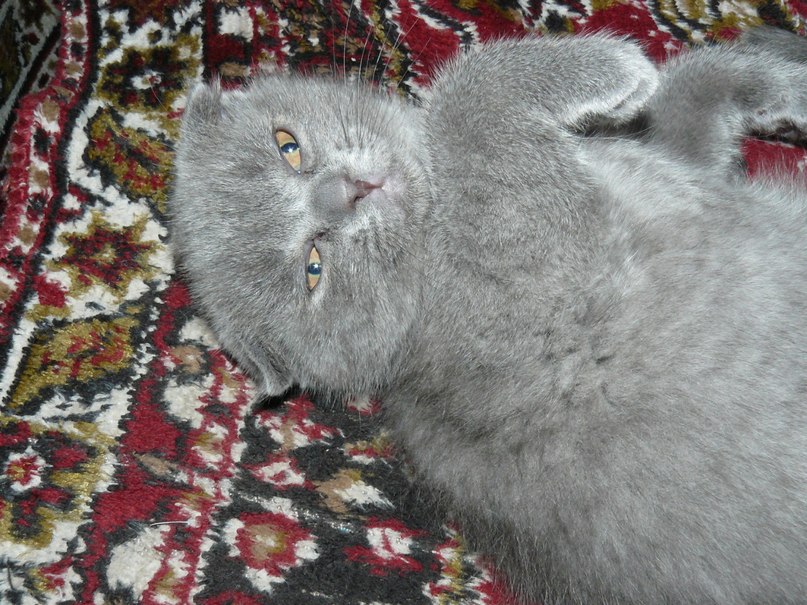 Наталья Чайка | Киев