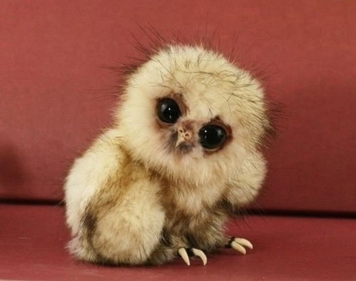 Ольга Коломиец | Санкт-Петербург