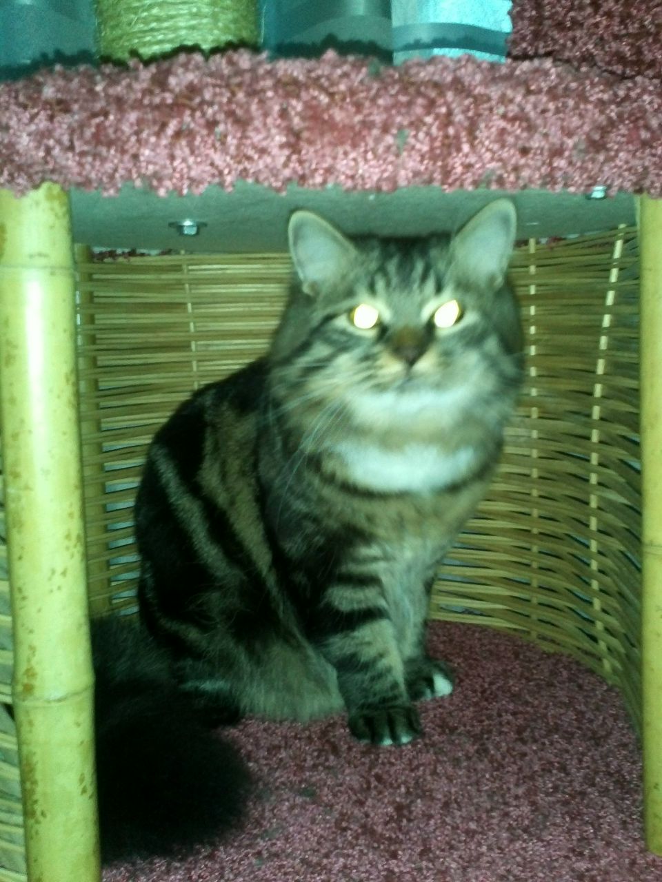 Анна Челомина | Москва