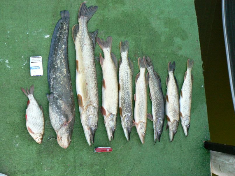 Сергей Рябов EldMaster | 