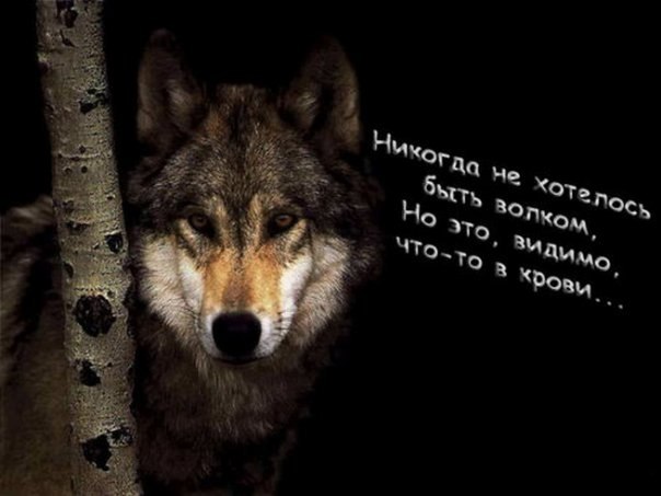 Игорь Команич | Москва