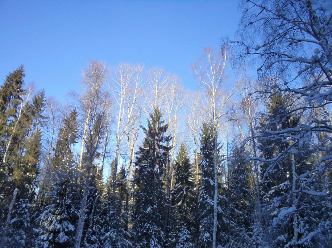 Надя Сизых | Дмитров