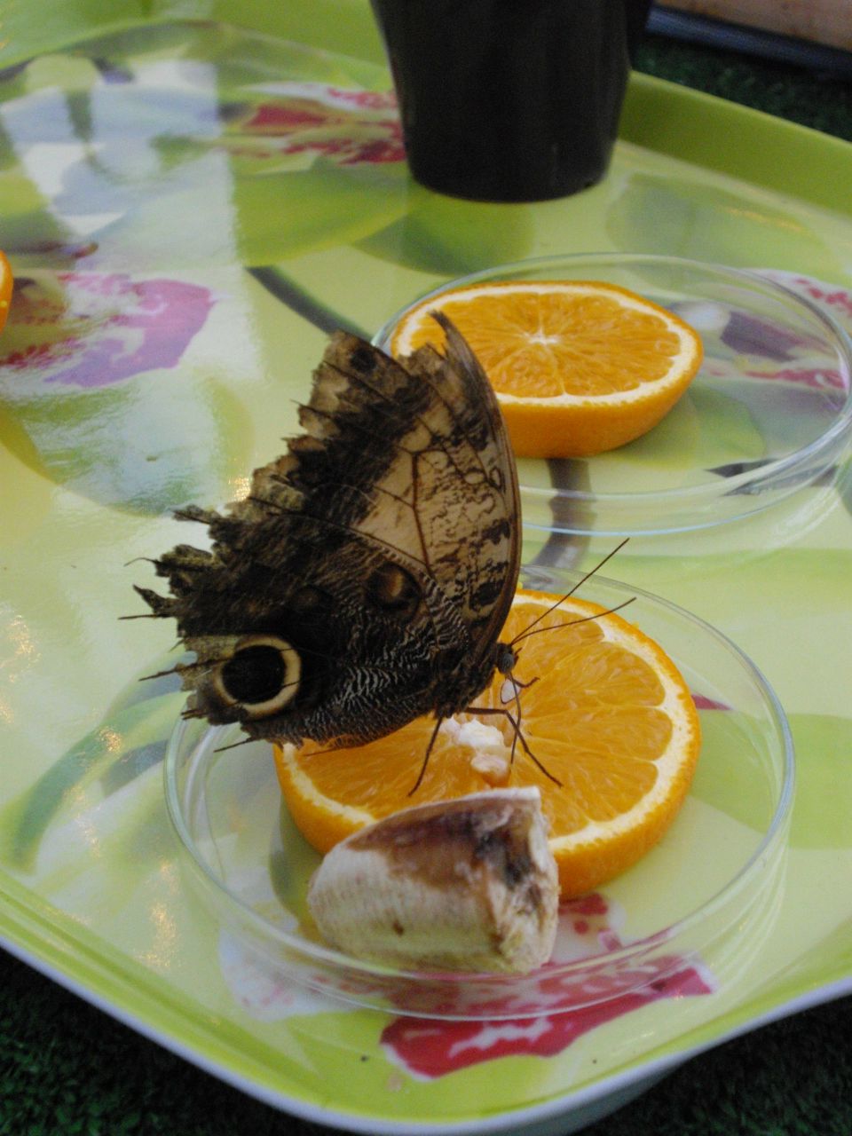 Ира Нечушкина | Санкт-Петербург