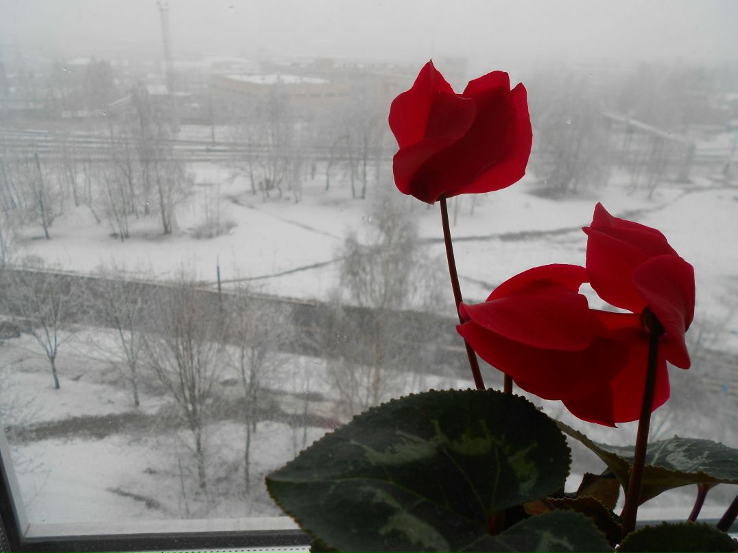 Анна Даниленко 