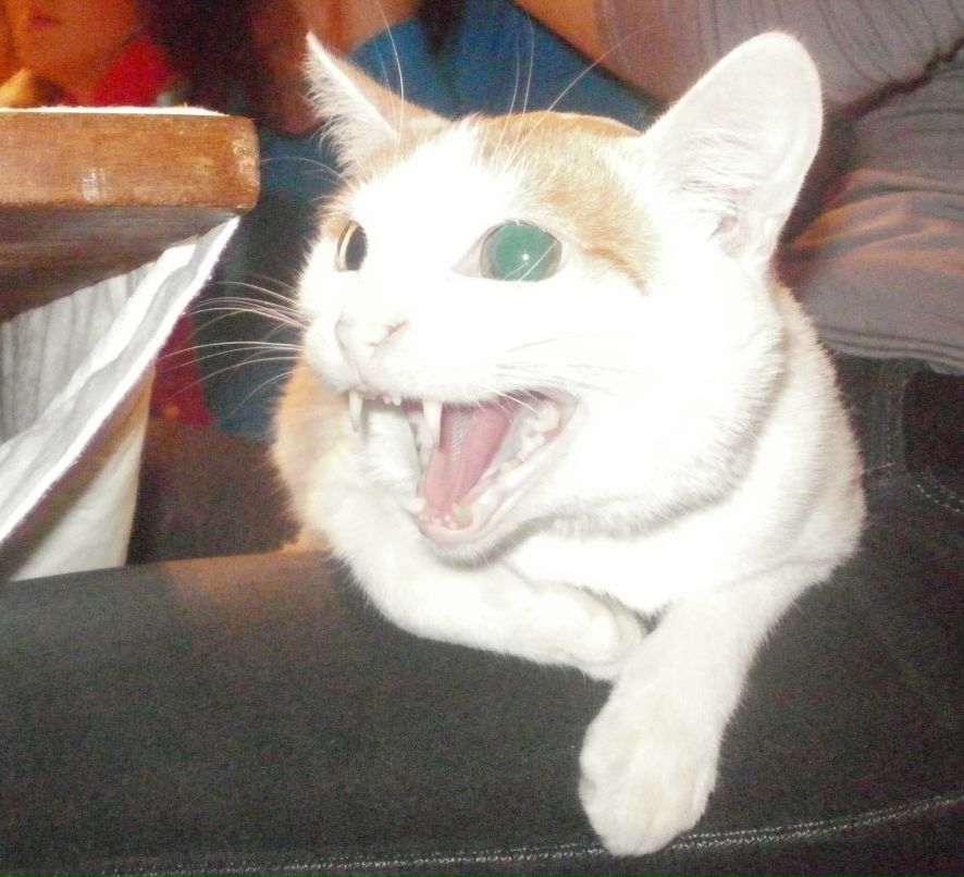 Рома Кладко | Кричев