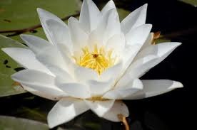 Таня Адаменко | Чернигов