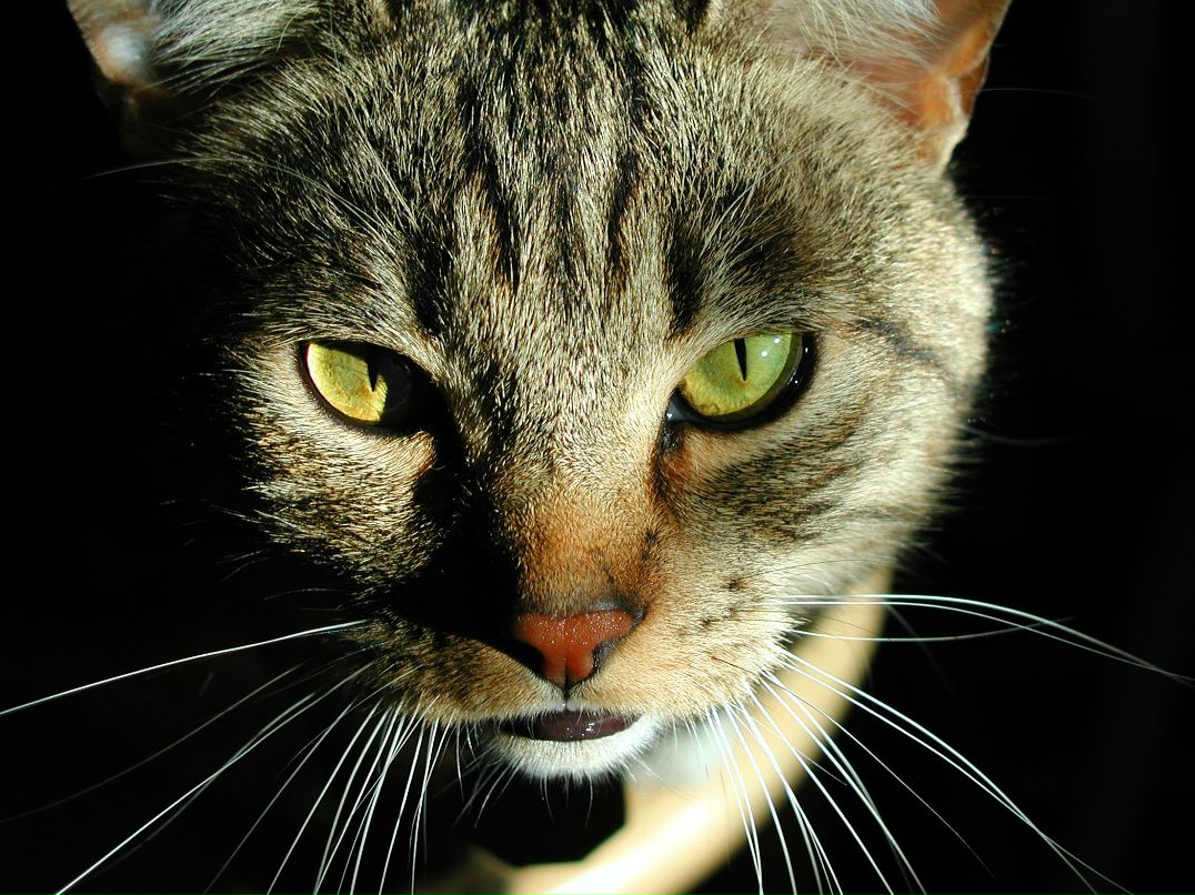 Серёня Печенькин | 