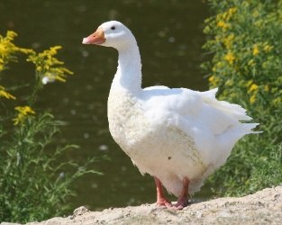 Елена Комбарова | Санкт-Петербург