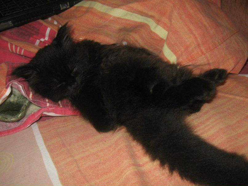 Алёна Орленко | Севастополь