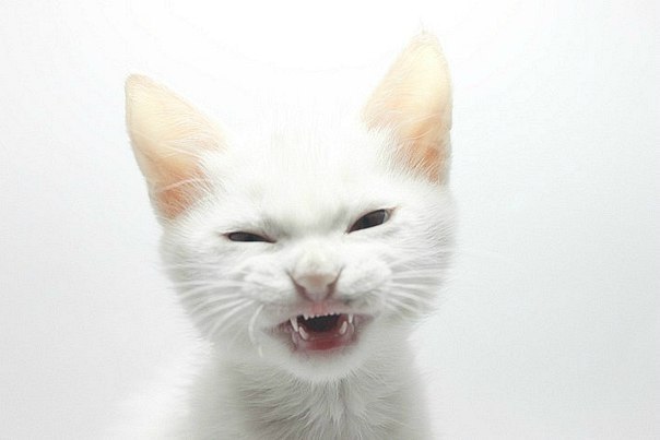 Эд Романчук | Гродно