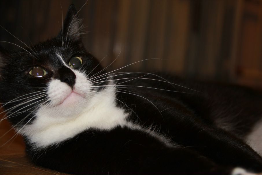 №87, Александра Кистень, 125 лет, Гомель №87, Александра Кистень, 125 лет, Гомель