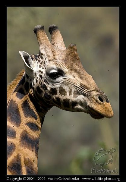 №18, Мария Вязанкина-Заескова, 38 лет, Череповец №18, Мария Вязанкина-Заескова, 38 лет, Череповец