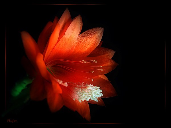 Таня Михалёва | Бердянск