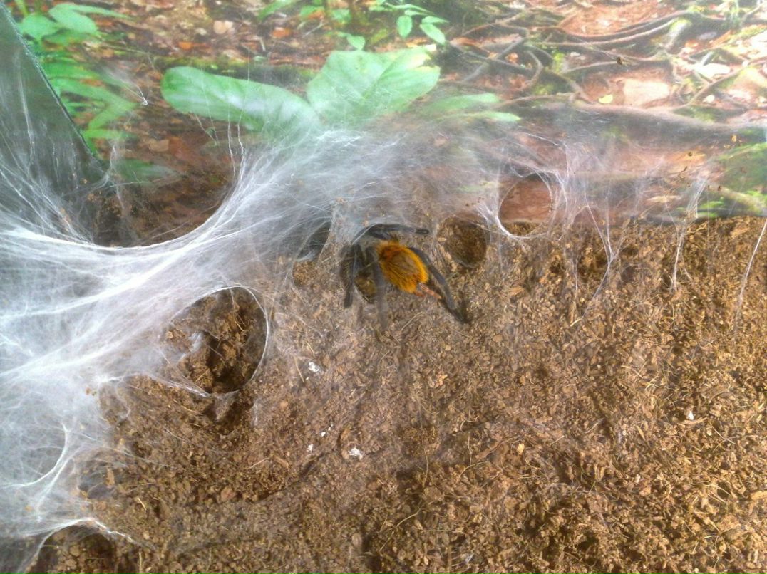 Кирилл Мерендыч | Ульяновск