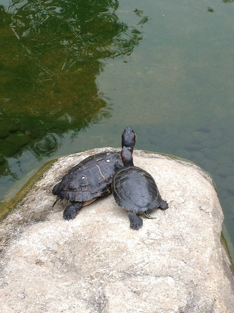 Надя Чешкова | Milano