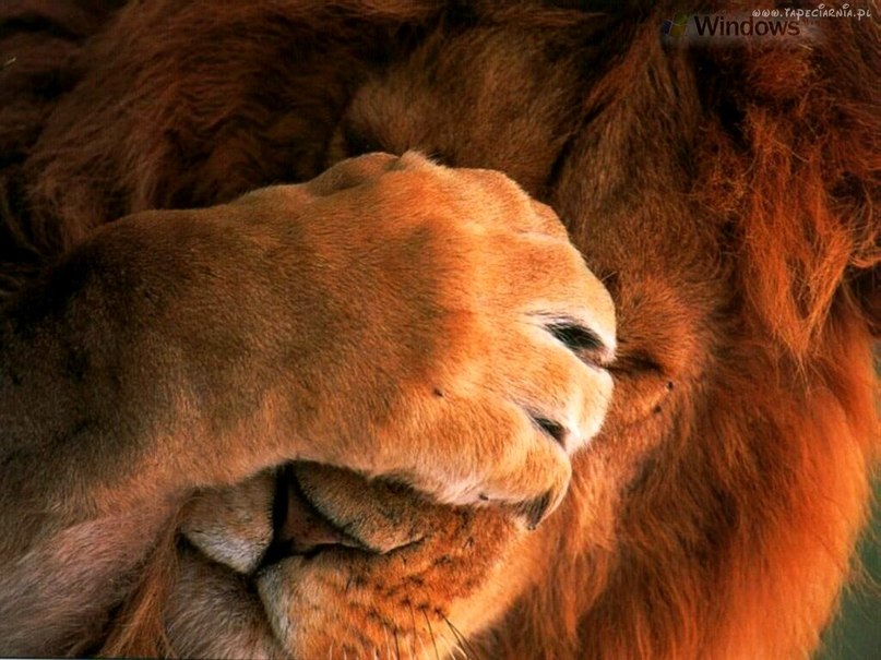 Рустам Арсланов | Нефтекамск