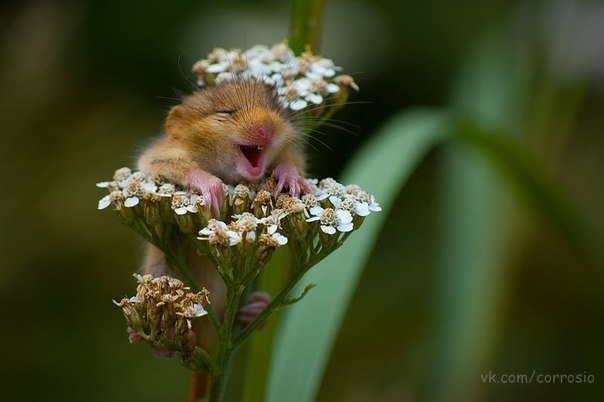 Вера Харзина | Санкт-Петербург