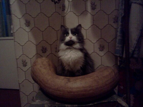 Рома Даценко §DOCENT§ | Александрия