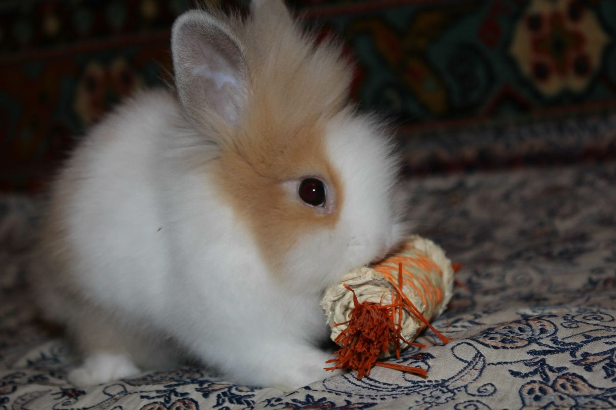 Світлана Чувілкіна | Оржица