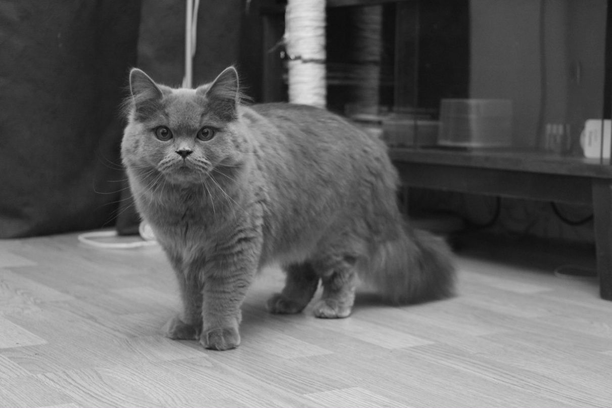 Наталия Гетьман ツ tAshka | Москва