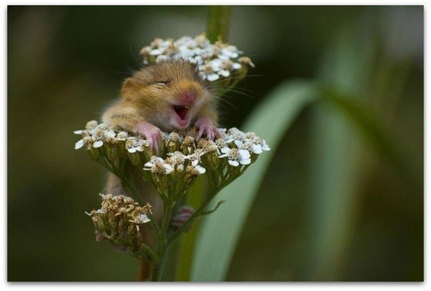 Серёга Тупчий | Борисполь