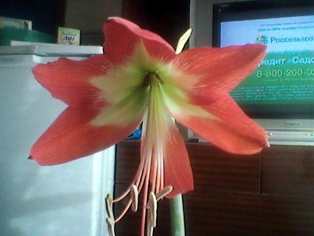 Татьяна Москаленко | Великий Новгород