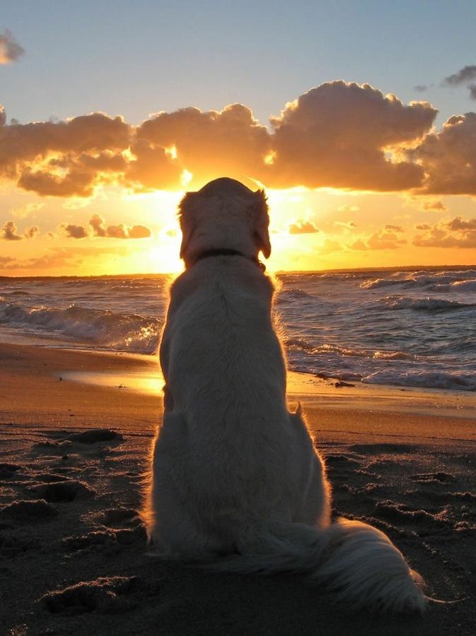 Mart Ini - собака - | 