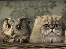 Анна Колина | Балаково